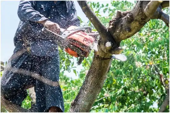 tree services Buchanan Dam